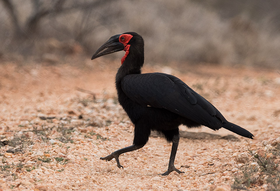 Ground hornbill